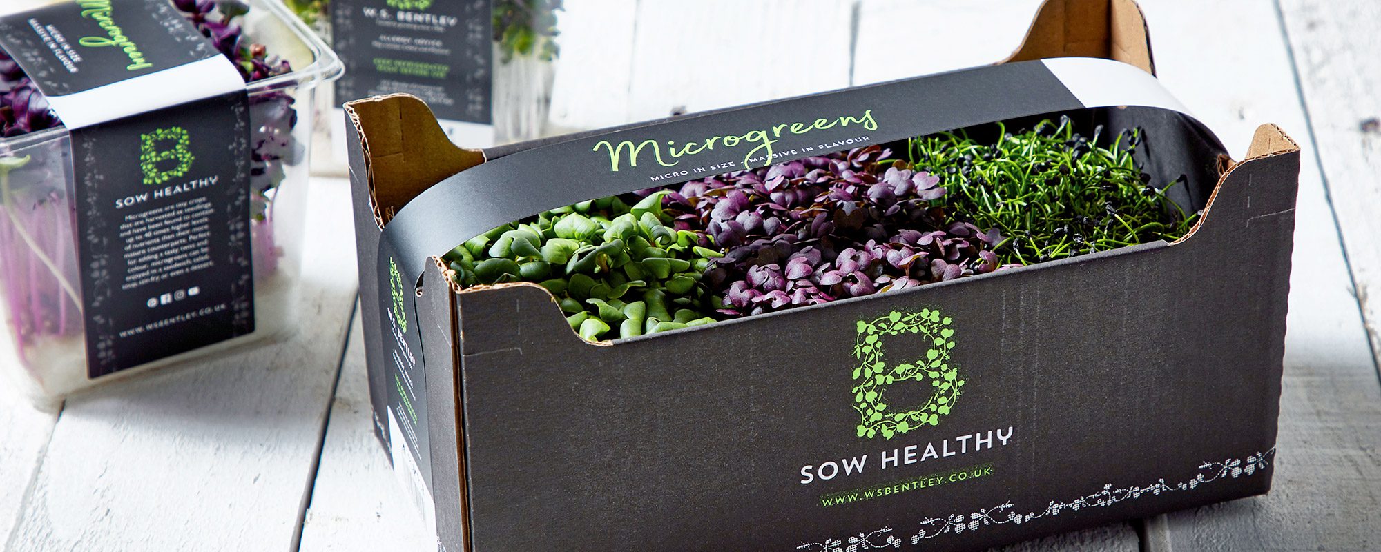 B Sow Healthy Microgreens